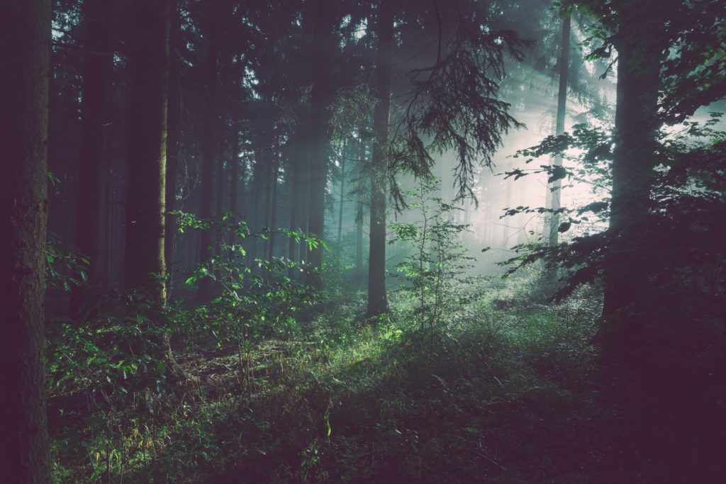 A dark forest with sunlight bursting through the trees